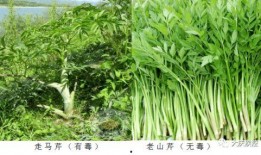 哈尔滨爆料野菜案件最新,揭秘背后真相与食品安全警钟